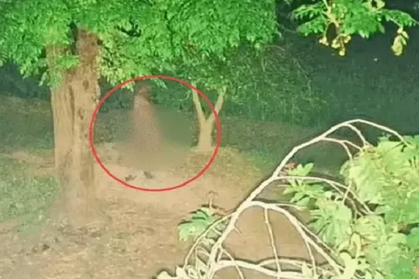 पंजाब में इस जगह आधी रात घूमती दिखी नग्न महिला, फिर हो गई गायब, लोगों की उड़ी नींद